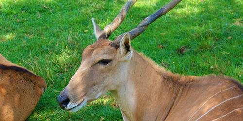 Common Eland