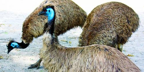 Emu
