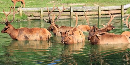 Roosevelt Elk