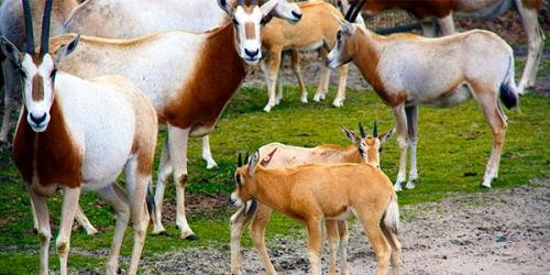 Scimitar Horned Oryx