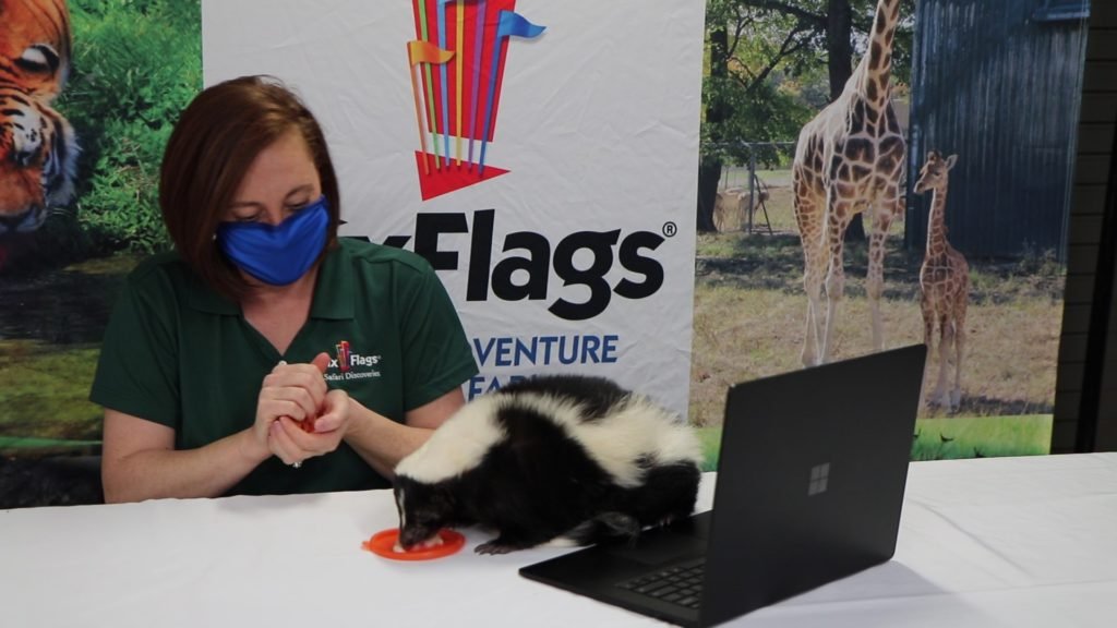 jb-virtual-with-skunk-2