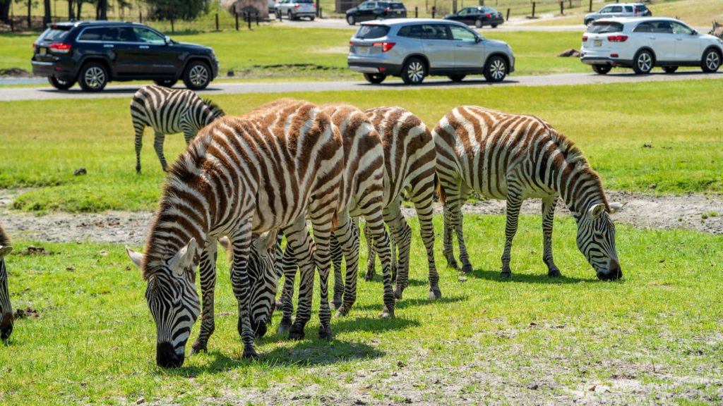 zebras grazing at the park